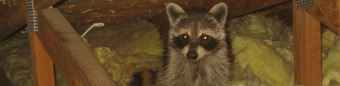 Raccoons in the Attic
