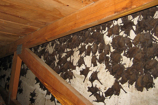 Bat Removal and Exclusion Near Montgomery County, Pennsylvania