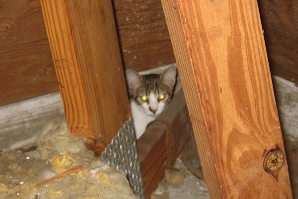 Stray Cat in the Attic - Humane Removal of Stray Cats in ...