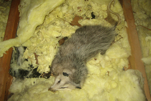 Dead Animal in the Attic - Humane Removal of Dead Animals in the Attic of  your House