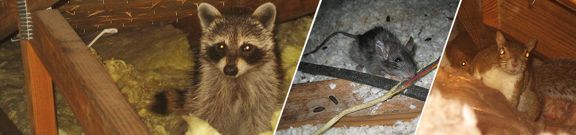 4 Crucial Steps To Get Raccoons Out Of Your Attic