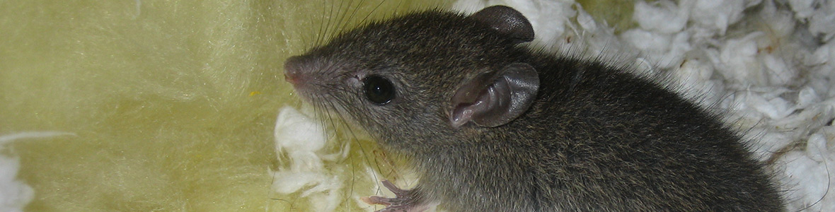 Mouse In The Attic Humane Removal Of Mice In The Attic Of Your House