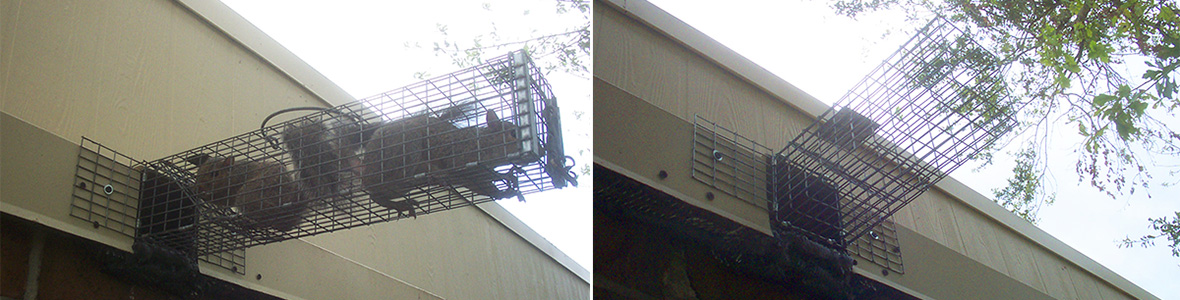 Squirrel Removal Example Using One Way Doors 