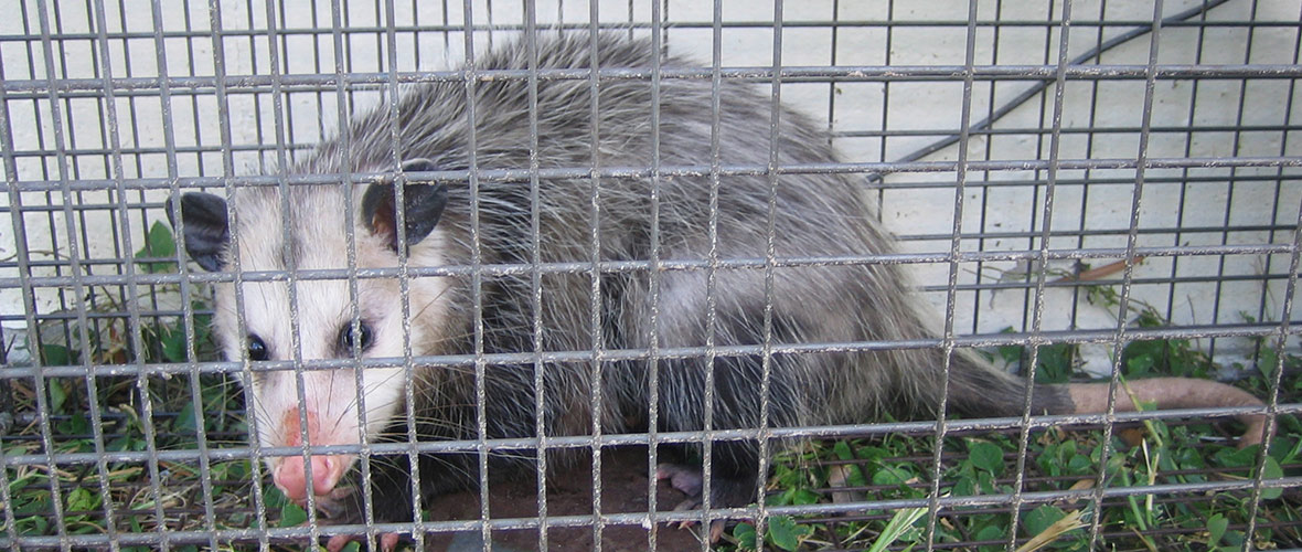 What Bait To Use For Opossum Traps