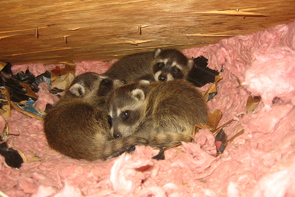 Raccoon in the Attic - Humane Removal of Raccoons in the Attic of your House