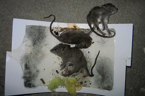 Are Glue Traps Cruel? Everything You Need to Know