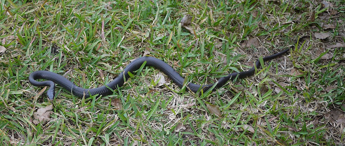 How To Kill Snakes In Yard Or Under House