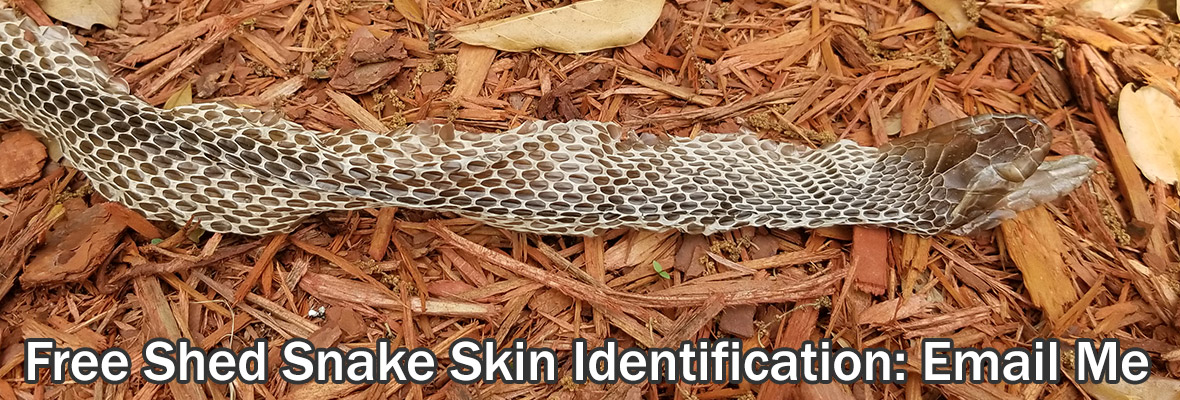 Can you tell the type of snake by its shed skin