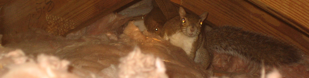 Squirrel In The Attic Humane Removal Of Squirrels In The Attic Of Your House