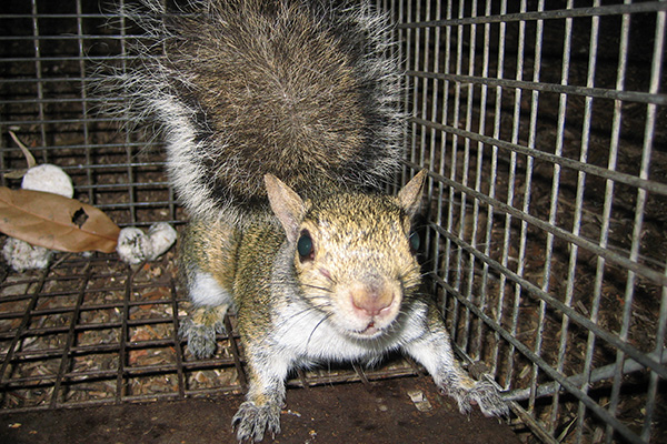 What to Do With a Trapped Squirrel - Quick Catch