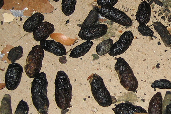 - How to Identify Animal Droppings in Attic