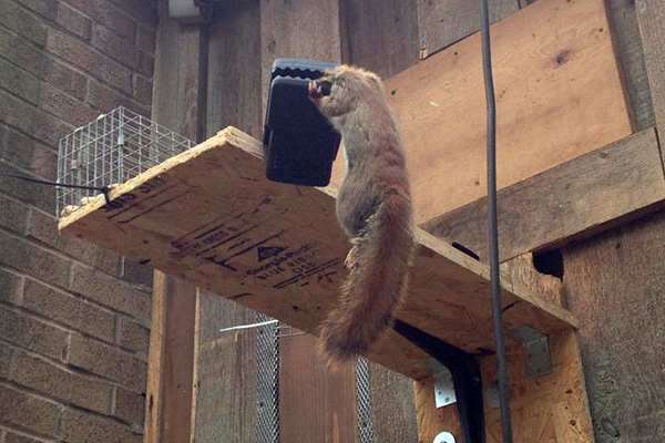 Best (and Worst) Squirrel Traps